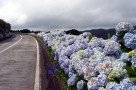 Hortensienalleen überall São Miguel