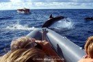 Whale- und Dolphin Watching