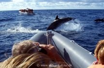 Whale- und Dolphin Watching