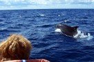 Whale- und Dolphin Watching