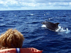 Whale- und Dolphin Watching