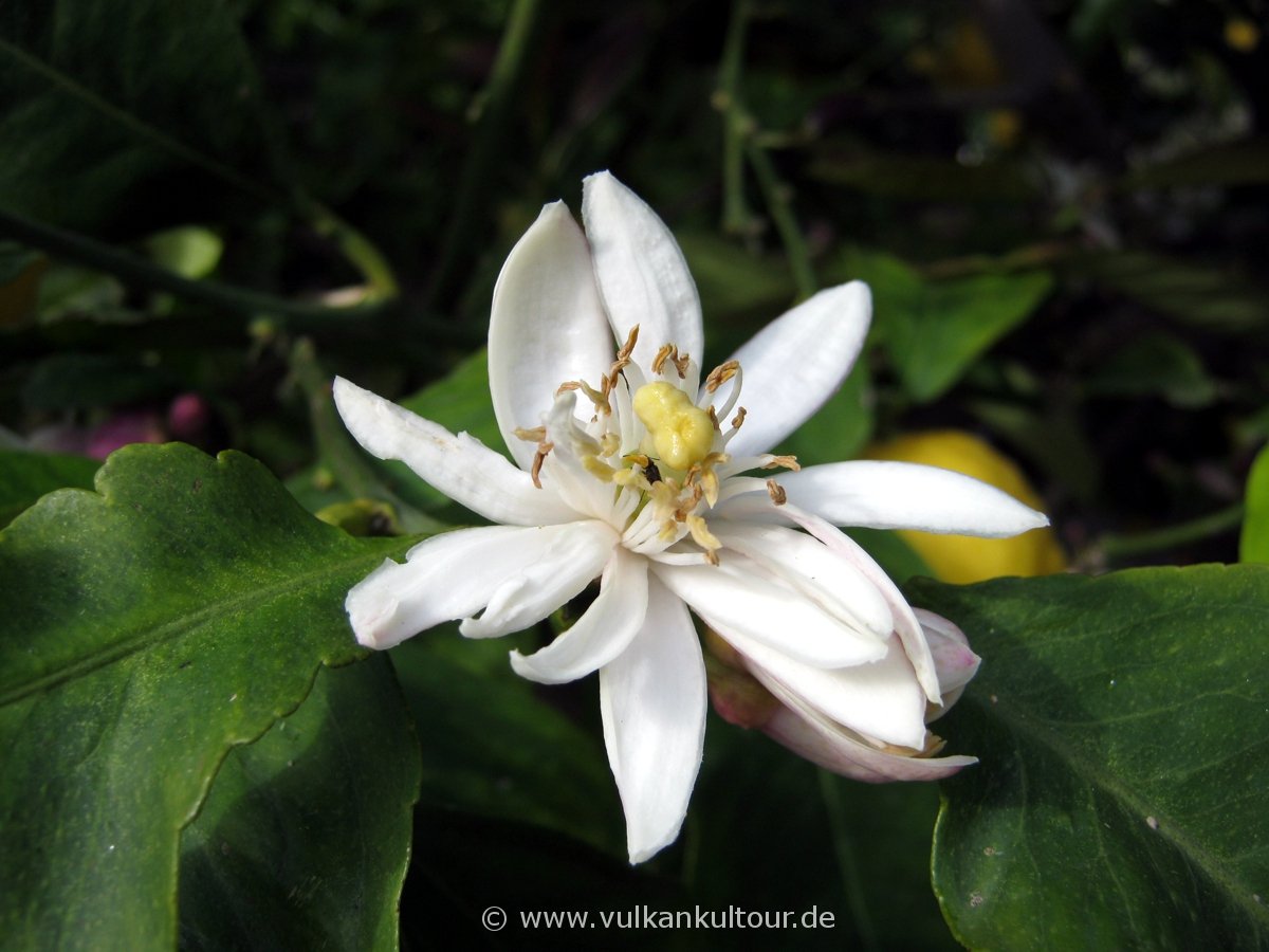 Zitronenblüte