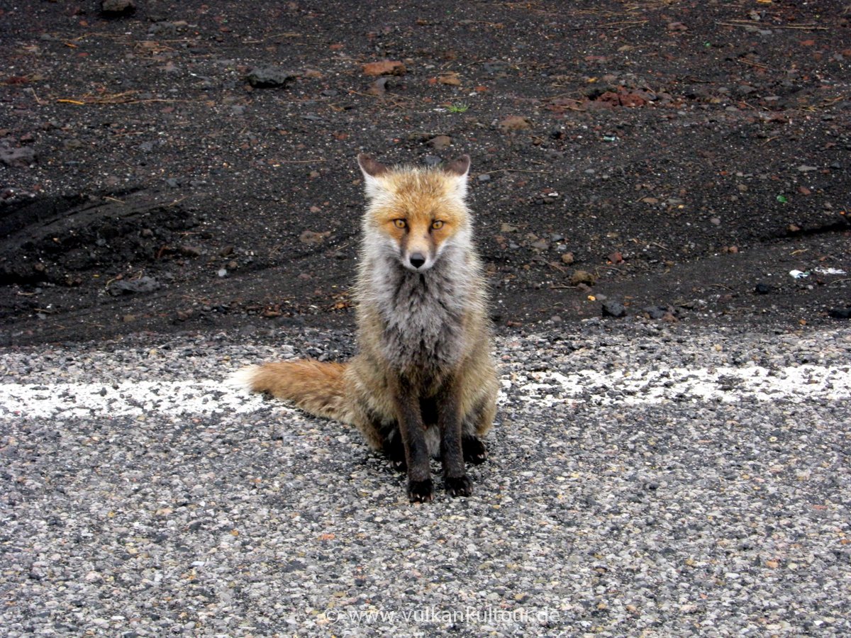 Fuchs am Ätna