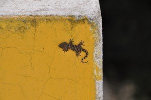 Stromboli Gecko