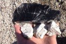 Bimsstein (weiß) und Obsidian (schwarz) auf Lipari