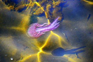 Naturwunder Meduse (leider schmerzhaft)