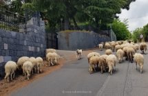 Straßensperre a la siciliana