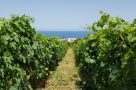 Viele kleine Weinfelder in Malfa / Salina