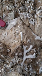 Milazzo - Fossilien im Riffschuttkalk