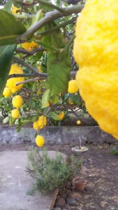 Stromboli - Zitronenpracht im Garten