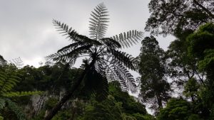 Tropische Vegetation