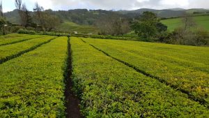 Gorreana Cha - einst Europas einzige Teeplantage