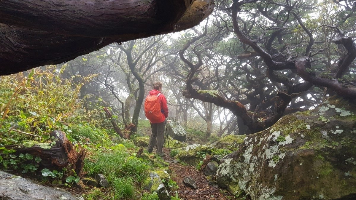 Aufstieg im verwunschenen Nebelwald (Flores Westküste)