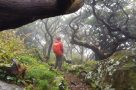 Aufstieg im verwunschenen Nebelwald (Flores Westküste)