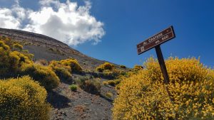 Aufstieg durch den blühenden Ginster zum Gran Cratere von Vulcano