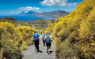 Blütenpracht auf Vulcano