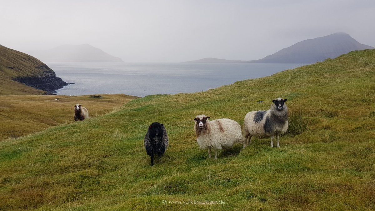 Auf den Färöern: vier Schafe stehen auf einer grünen Wiese, im Hintergrund sind zwei Inseln z8u sehen (Hestur und Koltur).