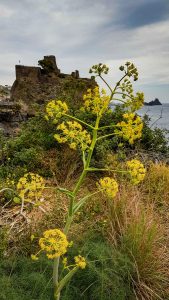 Aci Castello