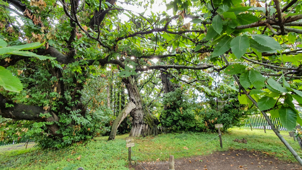 Castagno dei 100 Cavalli