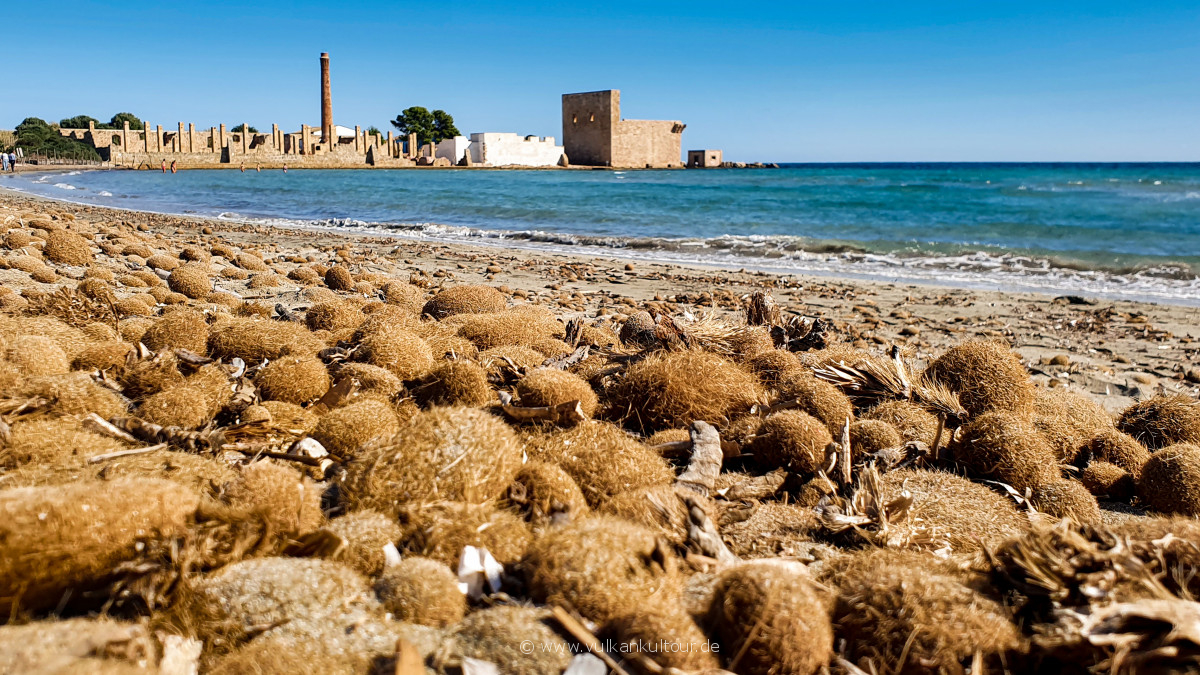 Seegraskugeln (Neptungras)