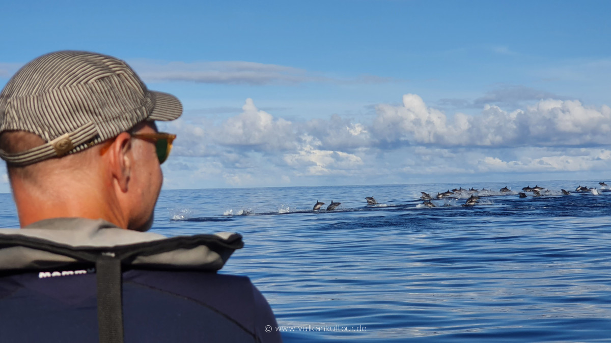 Whale Watching auf den Azoren, August 2022