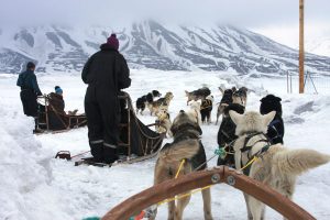 Hundeschlittentour im Adventdalen