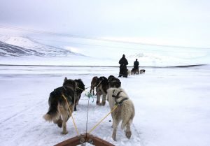 Hundeschlittentour im Adventdalen