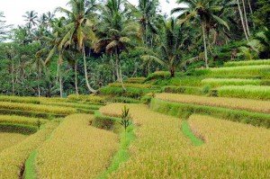 Reisterrassen rund um Ubud