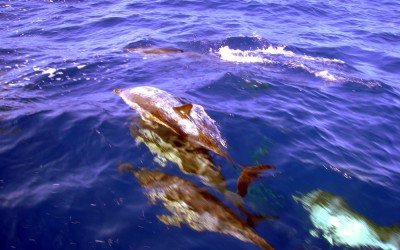 Eine Delfinschule posiert für uns / Whale Watching von Ponta Delgada