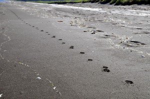 Polarfuchsspuren am Strand