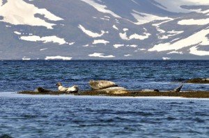 Seehunde im Hestfjörður