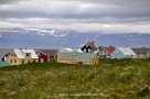 Island wie im Bilderbuch: Insel Flatey