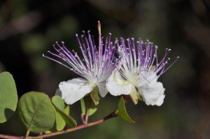 Kapernblüte (im Oktober, ungewöhnlich!)