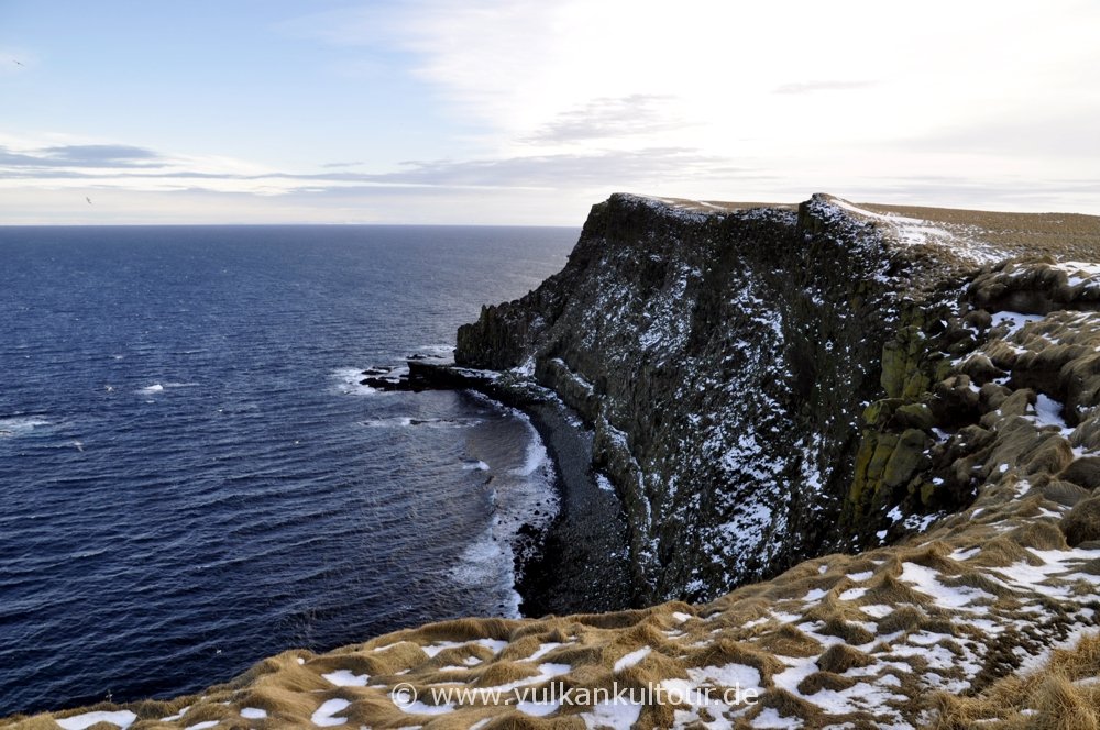 Grímseys Steilküste - ein Vogelparadies