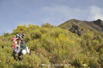 Durch blühenden Ginster auf Stromboli