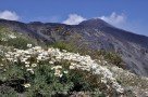 Frühling am Ätna - Blick auf die Gipfelkrater