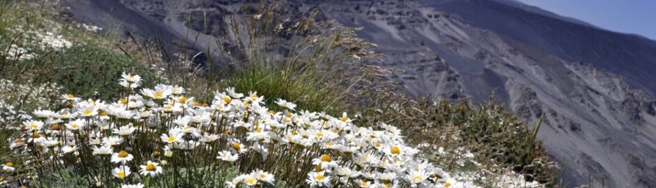 Frühling am Ätna - Blick auf die Gipfelkrater