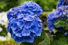 Blaue Hortensien in voller Blüte