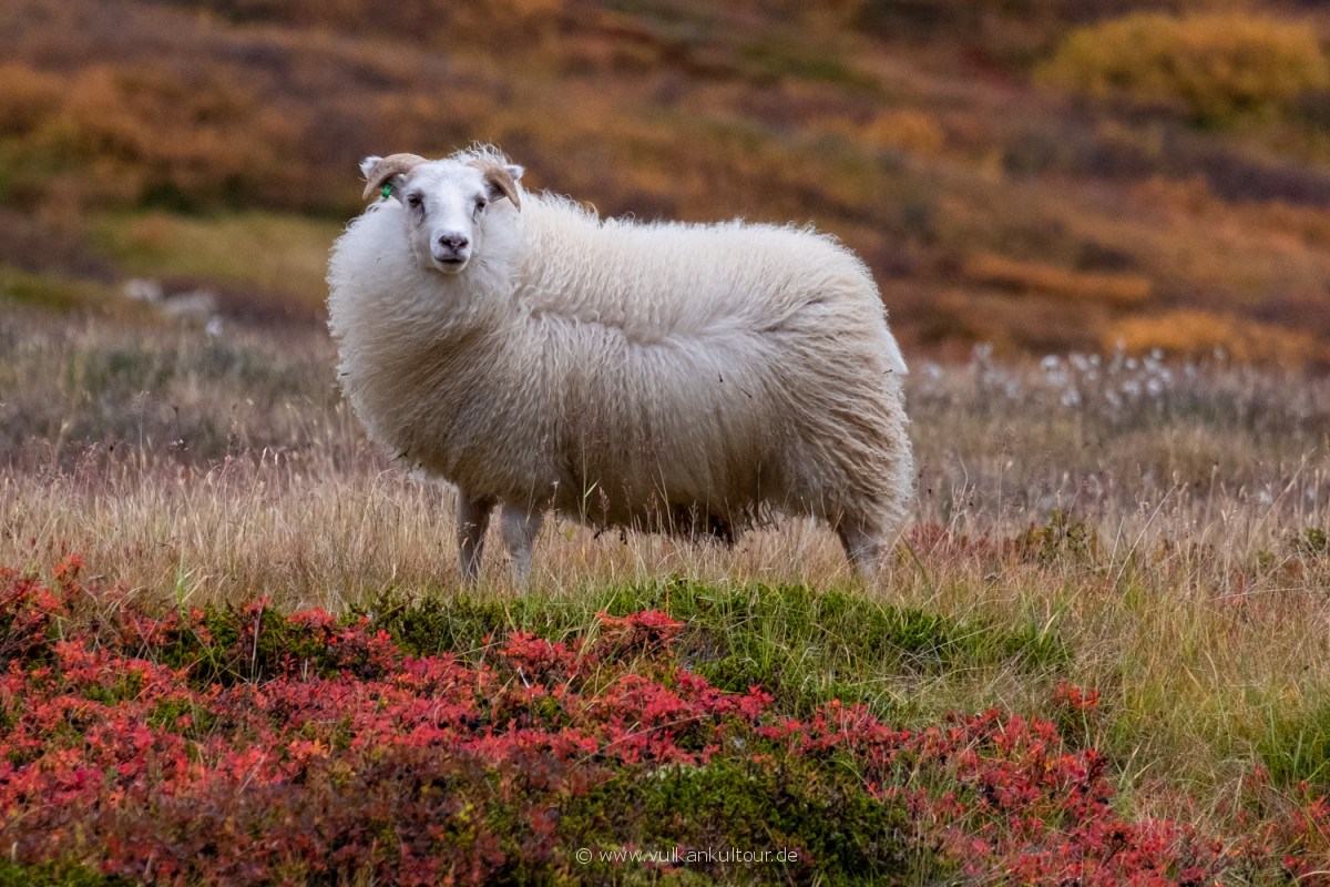 Geföhntes Schaf