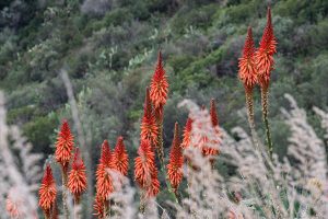 Blumenpracht auf Alicudi