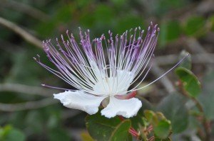 Kapernblüte