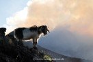 Wilde Ziegen auf Stromboli