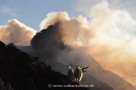 Wilde Ziegen auf Stromboli