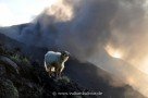 Wilde Ziegen auf Stromboli