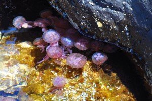 Wunderschön sind sie schon - die Medusen von Stromboli