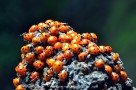 Die Marienkäfer suchen Schutz in der Grotta dei Lamponi