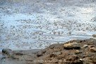 Blubbernder Mudpool im Vulkan Solfatara