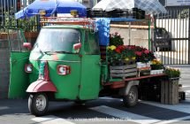 Blumen-Ape