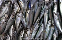 Auf dem Fischmarkt von Catania