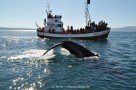 Whale Watching von Húsavík